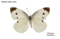 藏品(白粉蝶)的圖片